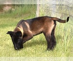 Image preview for Ad Listing. Nickname: Yellow Boy