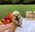 Small Photo #1 French Bulldog Puppy For Sale in POWHATAN, VA, USA