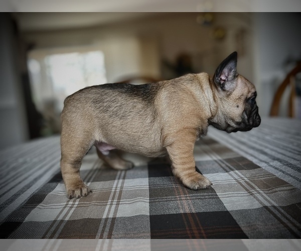 Medium Photo #4 French Bulldog Puppy For Sale in ANN ARBOR, MI, USA