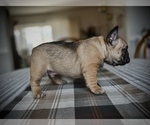 Small Photo #4 French Bulldog Puppy For Sale in ANN ARBOR, MI, USA