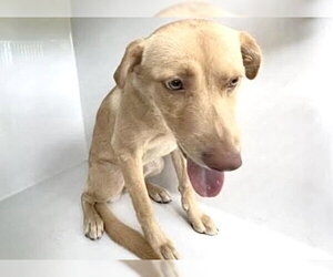 Labrador Retriever Dogs for adoption in Houston, TX, USA