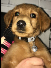 Golden Retriever Puppy for sale in KEIZER, OR, USA