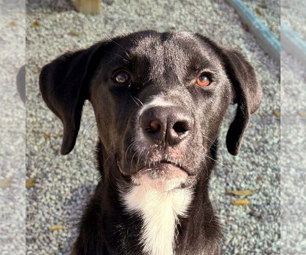 Medium Photo #1 Labrador Retriever-Unknown Mix Puppy For Sale in Jefferson, WI, USA