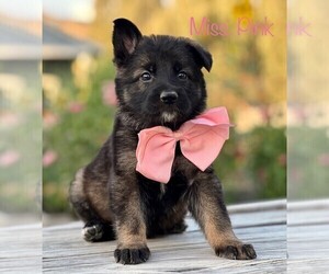 German Shepherd Dog Puppy for Sale in LINDSAY, California USA