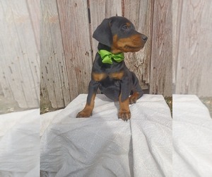 Doberman Pinscher Puppy for sale in NILES, MI, USA