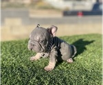 Small #9 French Bulldog