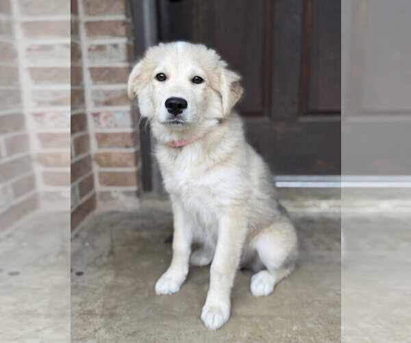 Medium Photo #1 Great Pyrenees-Unknown Mix Puppy For Sale in Rockaway, NJ, USA
