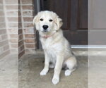 Small Great Pyrenees Mix