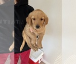 Puppy Hailey Golden Retriever