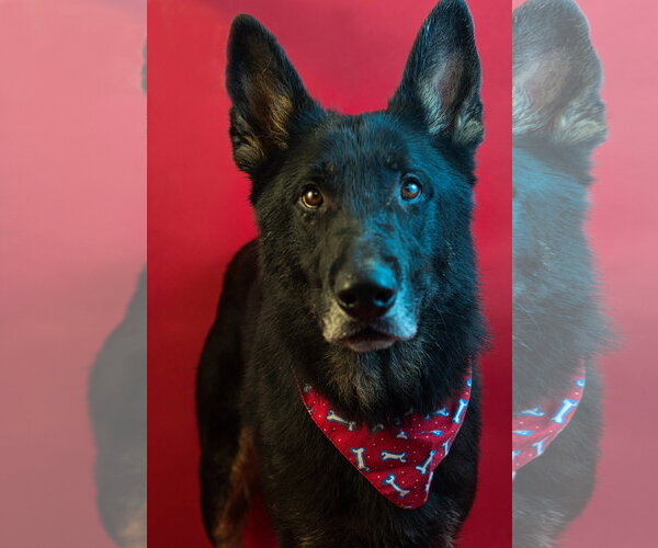 Medium Photo #5 German Shepherd Dog-Unknown Mix Puppy For Sale in Holly Springs, MS, USA