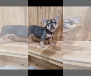 French Bulldog Puppy for sale in INDIANAPOLIS, IN, USA