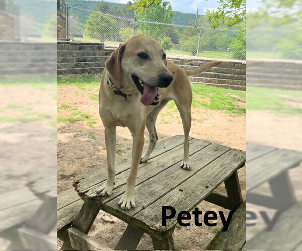 Medium Photo #1 Coonhound-Unknown Mix Puppy For Sale in Mountain View, AR, USA