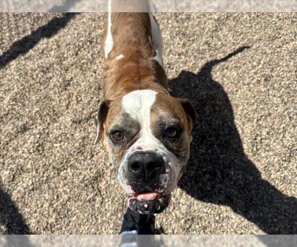 Medium Photo #2  Puppy For Sale in , 