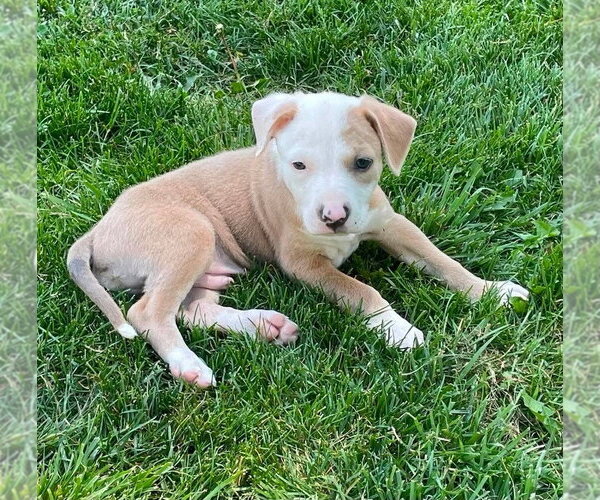 Medium Photo #2 Mutt Puppy For Sale in Wenonah, NJ, USA