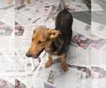 Small #1 Doberman Pinscher-German Shepherd Dog Mix