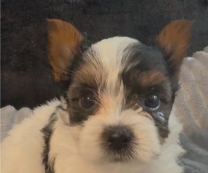 Yorkshire Terrier Puppy for sale in FORT WORTH, TX, USA