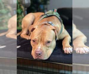 Bruno - Male American Pit Bull Terrier-Unknown Mix Dog for Adoption - Photo #15