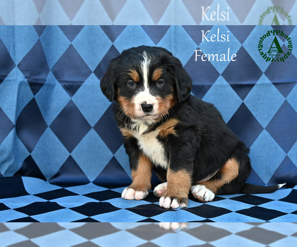 Medium Photo #65 Bernese Mountain Dog Puppy For Sale in HARRISONBURG, VA, USA