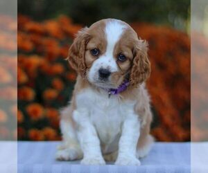Cavapoo Puppy for sale in ANNVILLE, PA, USA
