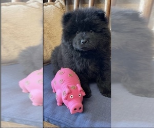 Chow Chow Puppy for sale in EDMOND, OK, USA