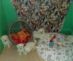 Small Photo #1 Maltese Puppy For Sale in PATERSON, NJ, USA