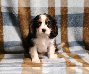 Cavalier King Charles Spaniel Puppy for sale in SHILOH, OH, USA