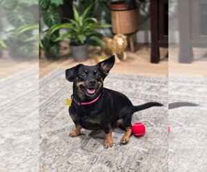 Quesito - Female Chihuahua-Unknown Mix Dog for Adoption - Photo #8