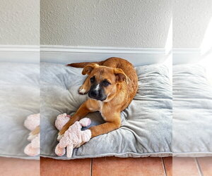 Boxer-Unknown Mix Dogs for adoption in Salt Lake City, UT, USA
