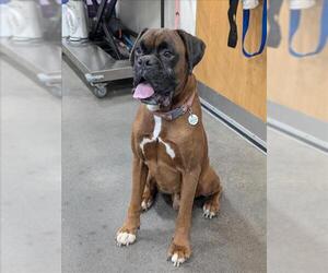 Boxer Dogs for adoption in Forestville, MD, USA