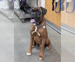 Small Boxer