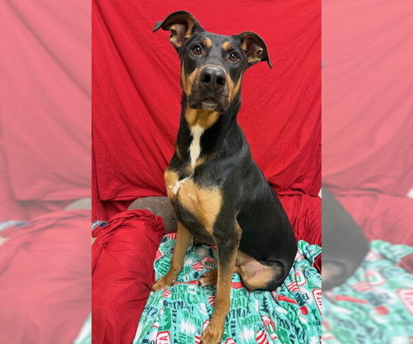 Medium Photo #1 Doberman Pinscher-German Shepherd Dog Mix Puppy For Sale in South Lake Tahoe, CA, USA