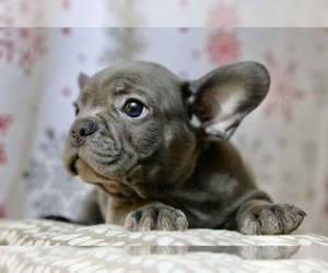 French Bulldog Puppy for sale in BROOKLYN, NY, USA