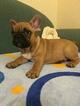 Small Photo #18 French Bulldog Puppy For Sale in BAY VIEW, WI, USA