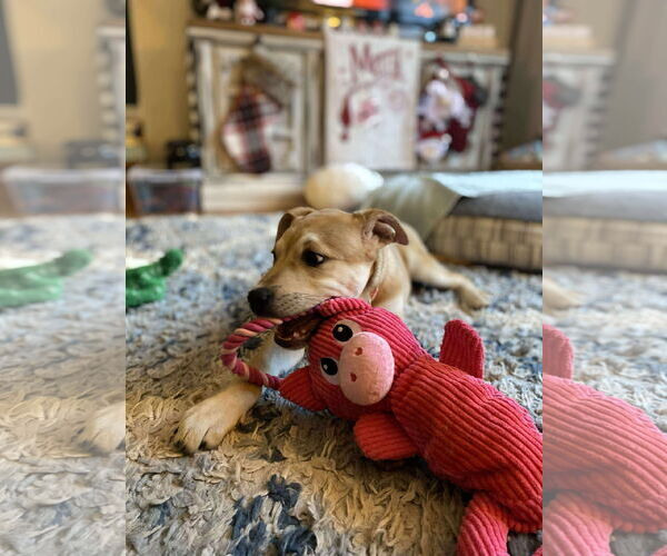 Medium Photo #8 English Mastweiler Puppy For Sale in Oro Medonte, Ontario, Canada