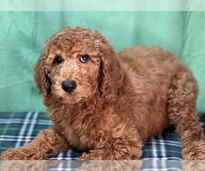 Poodle (Standard) Puppy for sale in DUNDEE, OH, USA