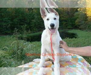 German Shepherd Dog Puppy for sale in PIEDMONT, MO, USA