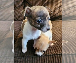 Chihuahua Puppy for sale in PRINCETON, IL, USA