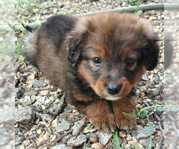Medium Photo #2 Borador Puppy For Sale in Rutherfordton, NC, USA