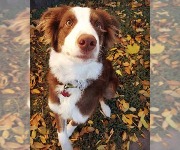 Medium Photo #6 Australian Shepherd-Unknown Mix Puppy For Sale in Salt Lake City, UT, USA