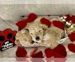 Small Photo #25 Goldendoodle (Miniature) Puppy For Sale in HALTOM CITY, TX, USA