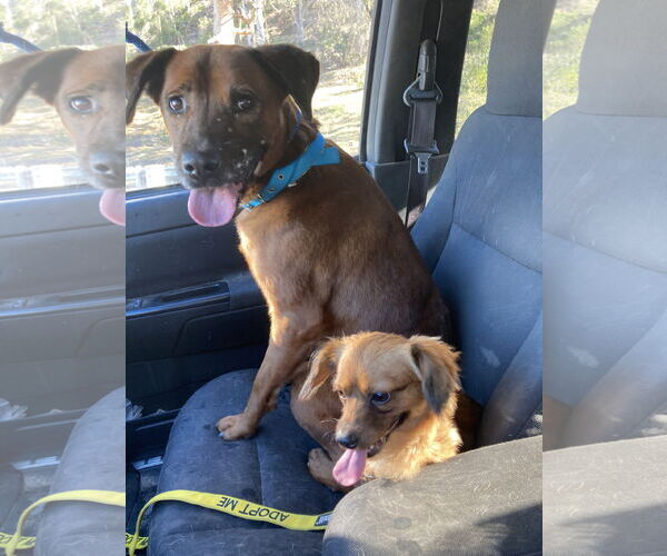 Medium Photo #10 Chiweenie Puppy For Sale in San Diego, CA, USA