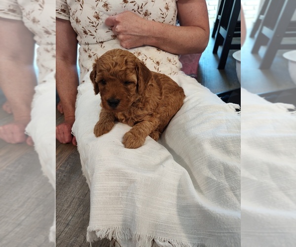 Medium Photo #12 Goldendoodle (Miniature) Puppy For Sale in GLENN, CA, USA