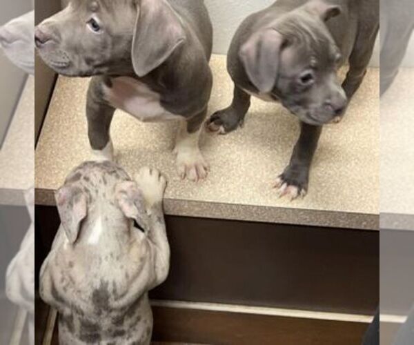 Medium Photo #1 American Bully Puppy For Sale in SIKESTON, MO, USA