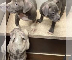 American Bully Puppy for sale in SIKESTON, MO, USA