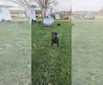 Small Photo #16 Rottweiler Puppy For Sale in WAVELAND, IN, USA