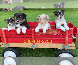 Texas Heeler Puppy for sale in CHESTERFIELD, MI, USA
