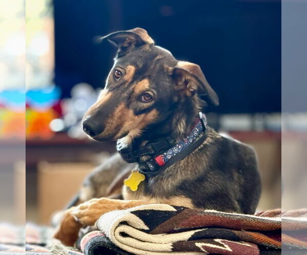 Medium Photo #1 Doberman Pinscher-Unknown Mix Puppy For Sale in Sandy, UT, USA