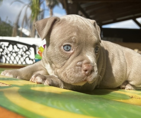 Medium Photo #5 American Bully Puppy For Sale in TAMPA, FL, USA