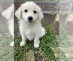 Small Photo #1 Great Pyrenees-Maremma Sheepdog Mix Puppy For Sale in CONNEAUT, OH, USA