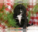 Small Photo #1 Bernedoodle Puppy For Sale in ELDORADO, OH, USA